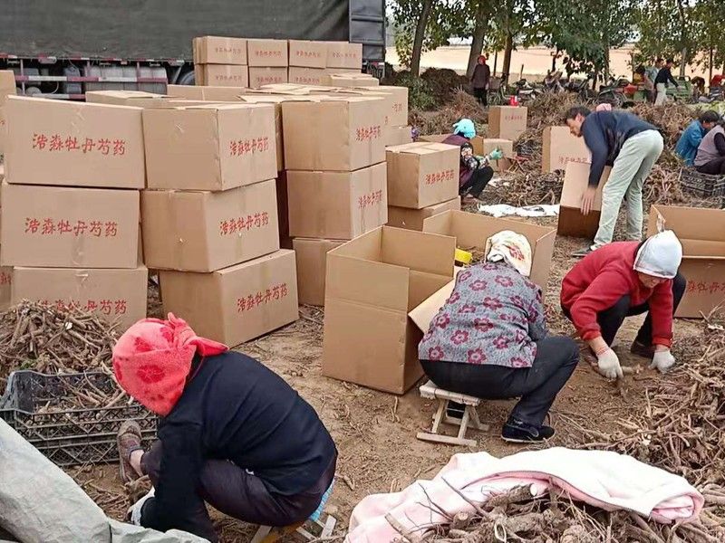 30000棵牡丹芍藥發往上海工地